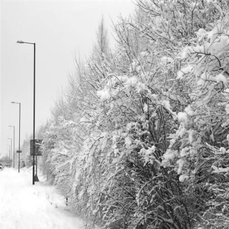 Temporary example photograph of a winter hedgerow