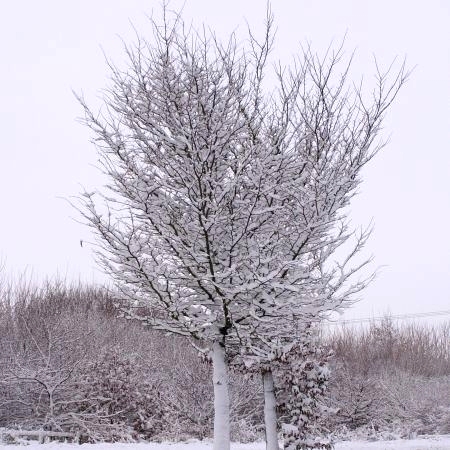 Temporary example photograph of a tree in snow